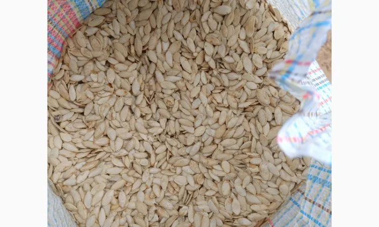 Продается семена тыквы сортов Турка, Данка-Полька и украинский многоплодный - фото № 6