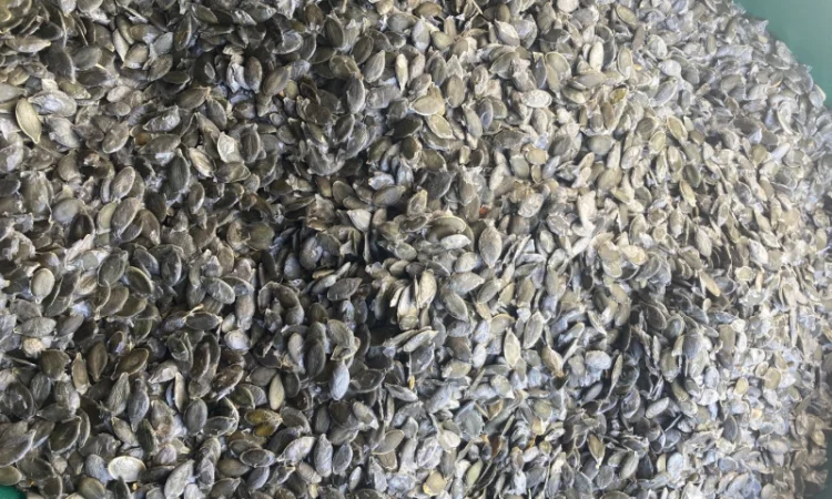 Купуємо голонасінне насіння гарбуза - фото № 1