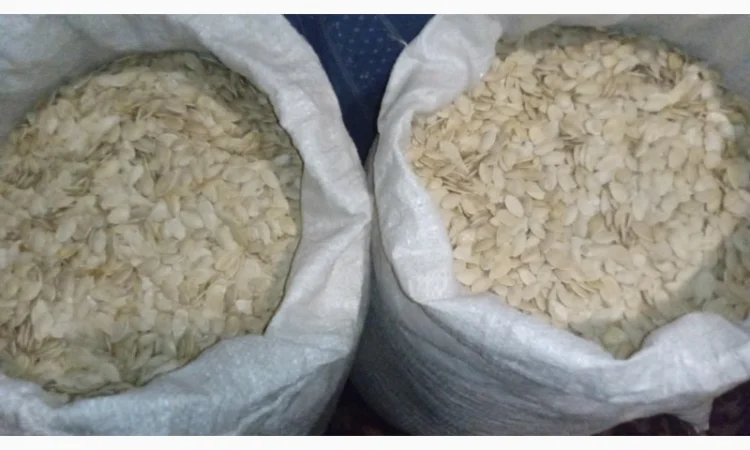 Насіння гарбуза сорту Україньский Багатоплідний - фото № 1