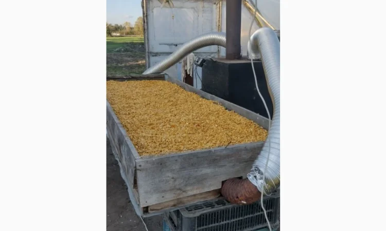 Продается семена тыквы Хоккайдо - фото № 1