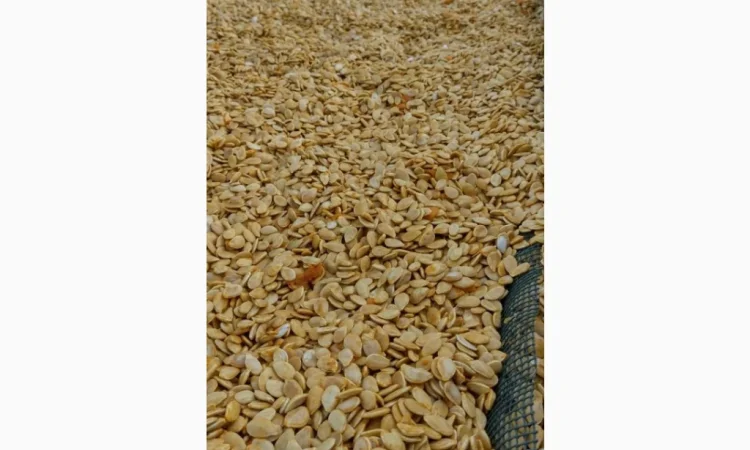 Продается семена тыквы Хоккайдо - фото № 2