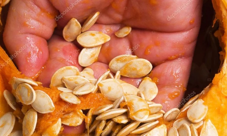 Приобретаю семена тыквы различных сортов - фото № 1