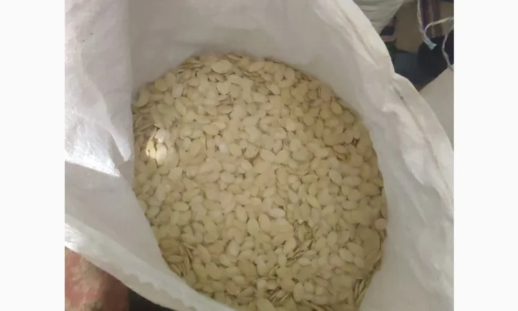 Свежие семена тыквы урожая 2025 года - фото № 2