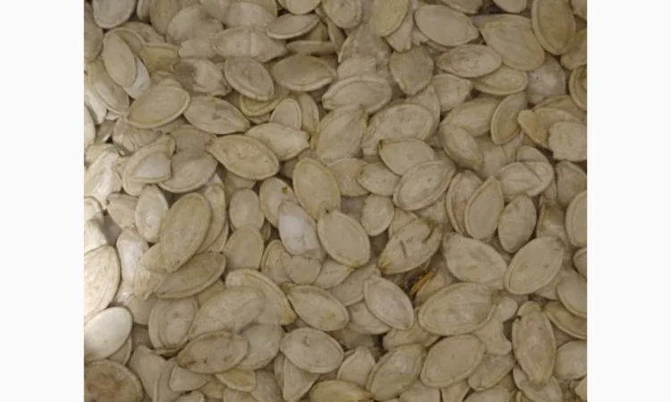 Свежие семена тыквы урожая 2025 года - фото № 3