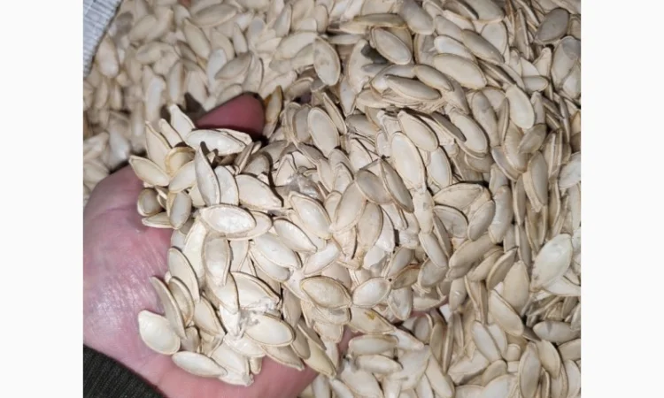 Продается семена тыквы сорта Турка, Данка, Полька, Українка - фото № 1