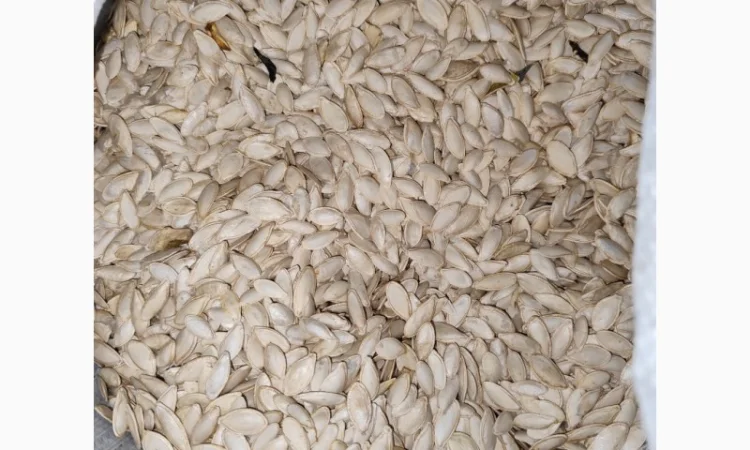 Продается семена тыквы сорта Турка, Данка, Полька, Українка - фото № 2