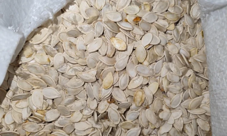 Продается семена тыквы сорта Турка, Данка, Полька, Українка - фото № 3