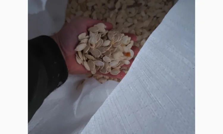 Продается семена тыквы сорта Турка, Данка, Полька, Українка - фото № 4