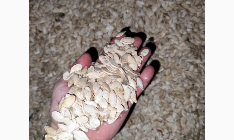 Продается семена тыквы сорта Турка, Данка, Полька, Українка - фото № 5