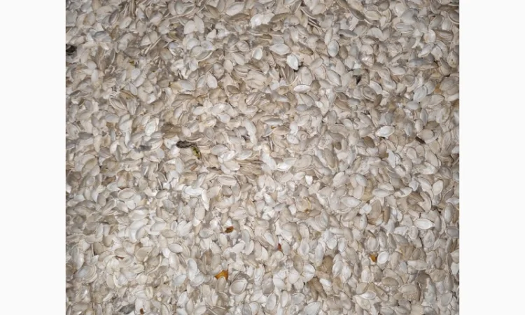 Продается семена тыквы сорта Турка, Данка, Полька, Українка - фото № 6