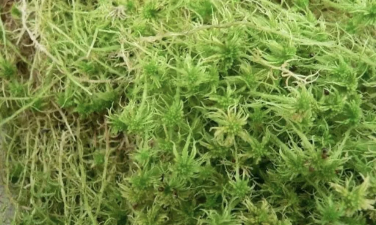 Мох Сфагнум. Свіжий мох - фото № 1