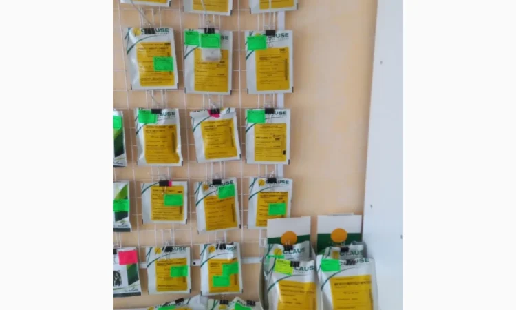 Продам насіння овочів - фото № 15