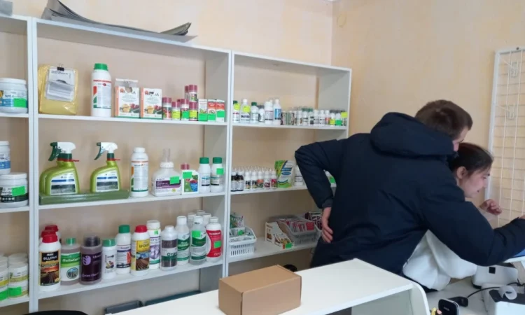 Продам насіння овочів - фото № 5