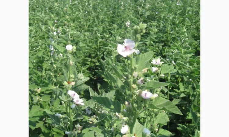 Продаж насіння алтеї лікарської та інших рослин - фото № 1