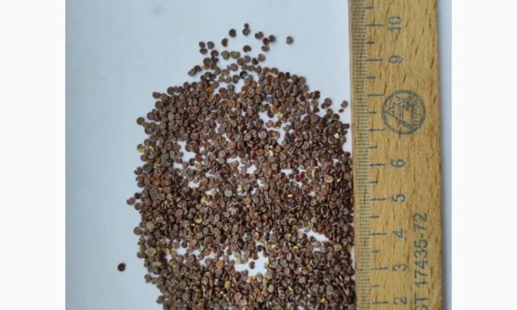 Продаж насіння алтеї лікарської та інших рослин - фото № 2