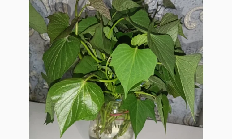 Бронювання розсади батату (живців) Ліра - фото № 1