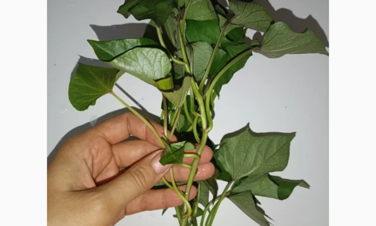 Бронювання розсади батату (живців) Ліра - фото № 2