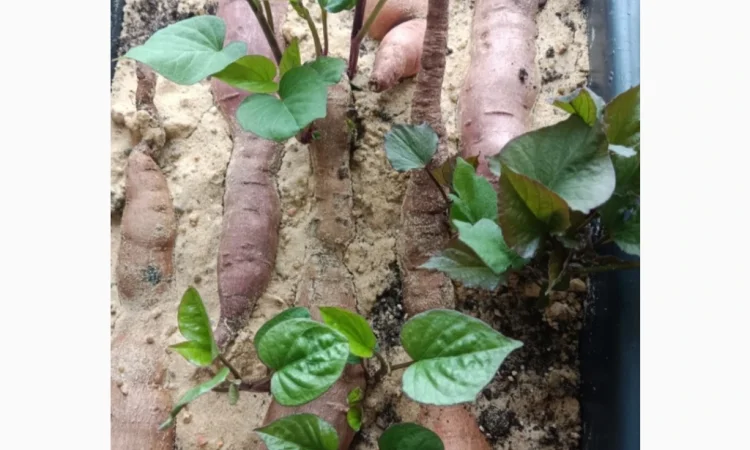 Бронювання розсади батату (живців) Ліра - фото № 3