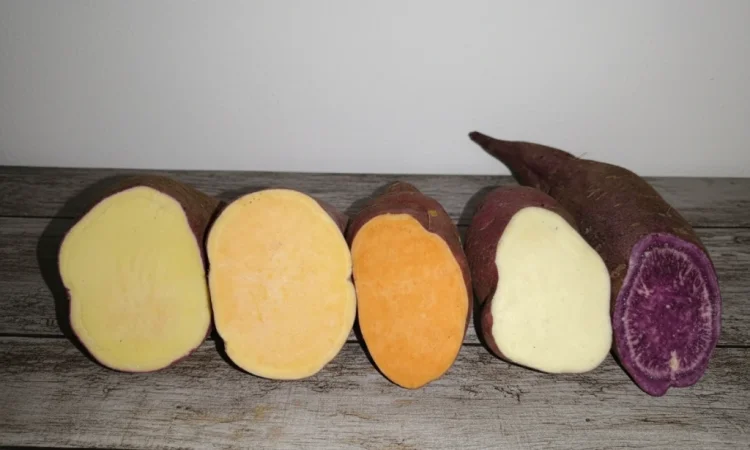 Бронювання розсади батату (живців) Ліра - фото № 4