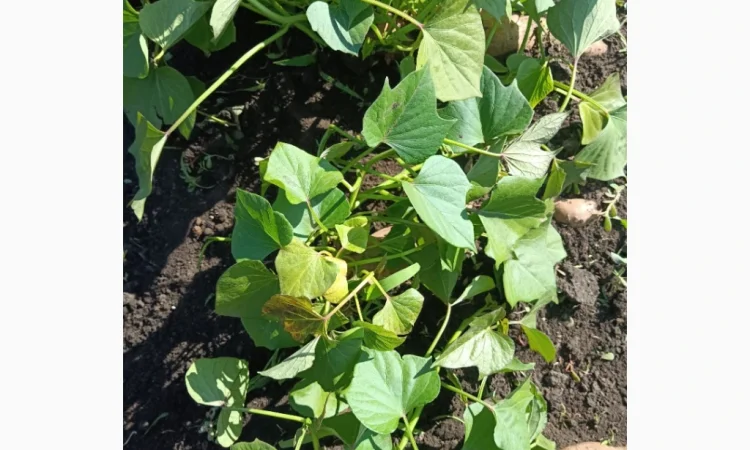 Бронювання розсади батату (живців) Ліра - фото № 5