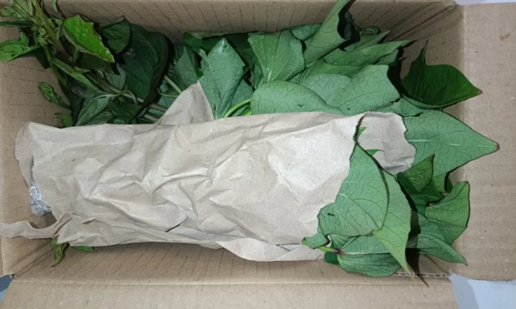 Бронювання розсади батату (живців) Ліра - фото № 6