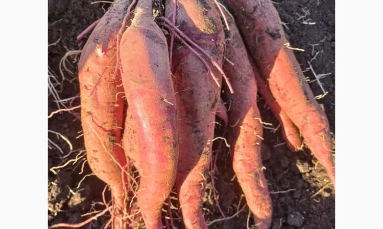 Бронювання розсади батату (живців) Ліра - фото № 7