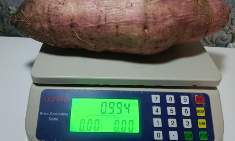 Бронювання розсади батату (живців) Ліра - фото № 8