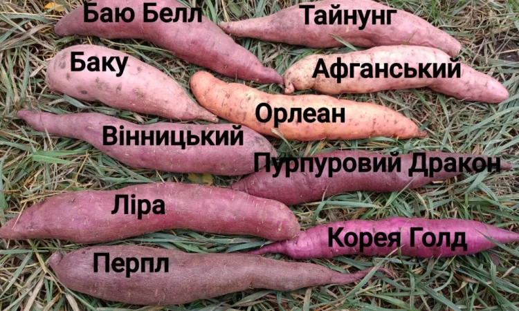 Бронювання розсади батату (живців) Ліра - фото № 9