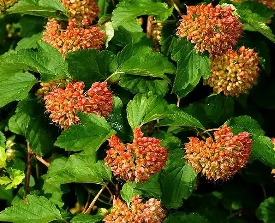 Продам насіння пухироплідника - фото № 1