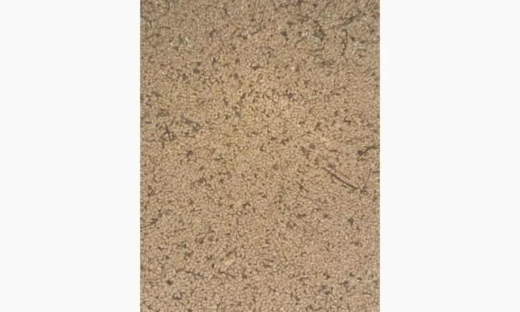 Продам насіння пухироплідника - фото № 3