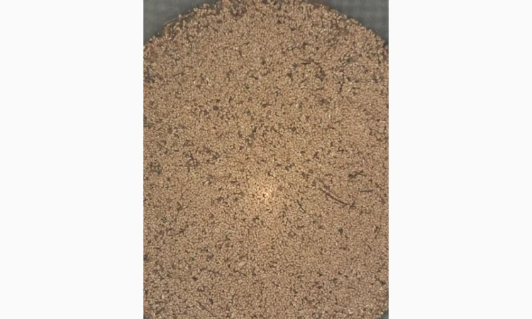 Продам насіння пухироплідника - фото № 4