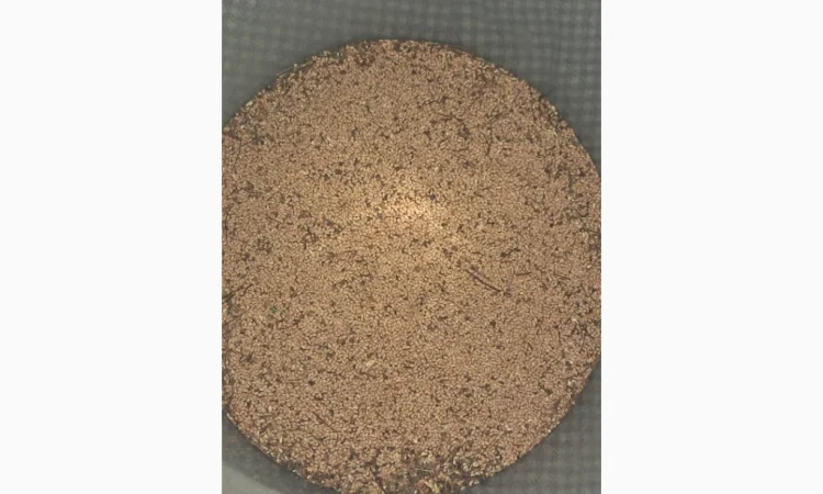 Продам насіння пухироплідника - фото № 5