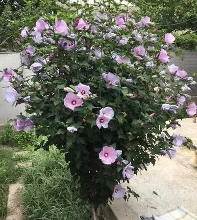 Продам насіння гібіскуса деревовидного (сирійського) - фото № 1