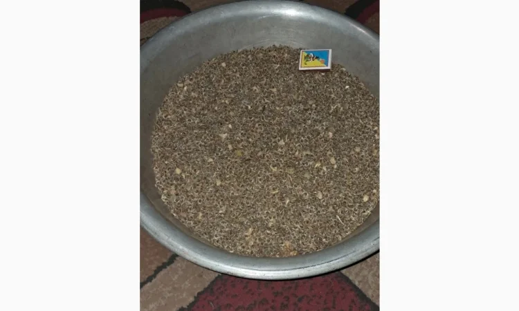 Продам насіння гібіскуса деревовидного (сирійського) - фото № 2