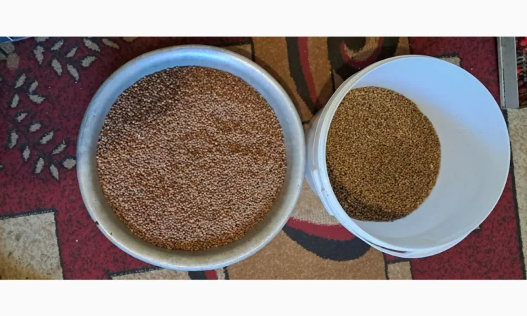 Продам насіння липи дрібнолистої - фото № 1