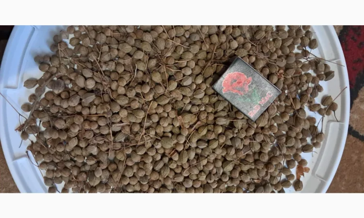 Продам насіння липи широколистої - фото № 1