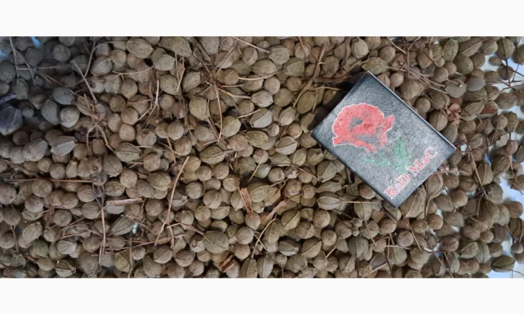 Продам насіння липи широколистої - фото № 2