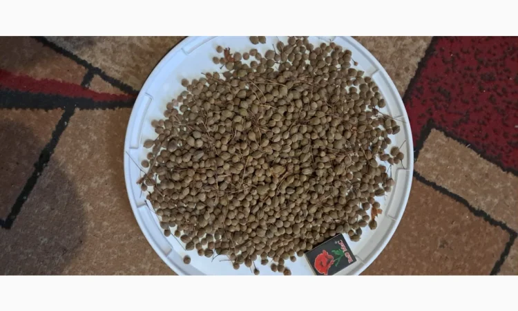 Продам насіння липи широколистої - фото № 3