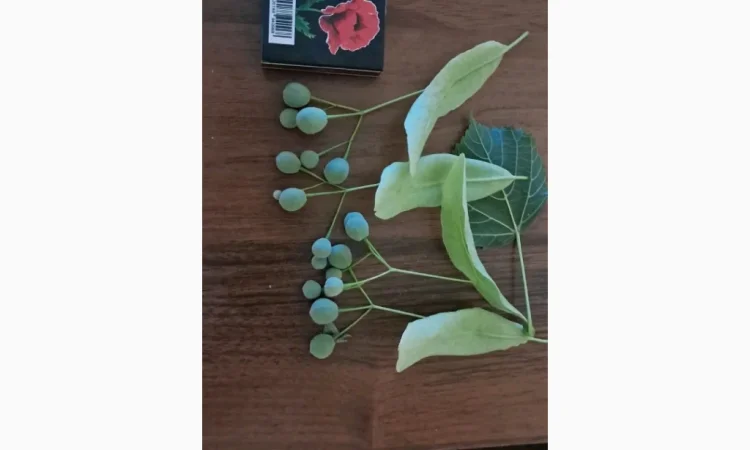 Продам насіння липи широколистої - фото № 4