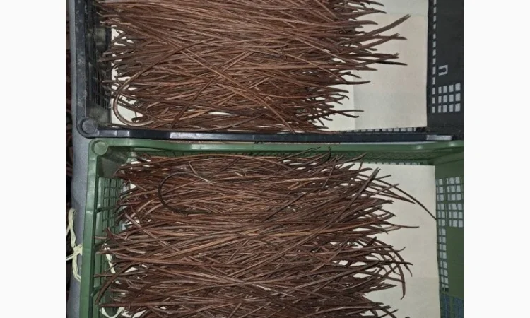 Продается насіння катальпи 2025 года сбора - фото № 3