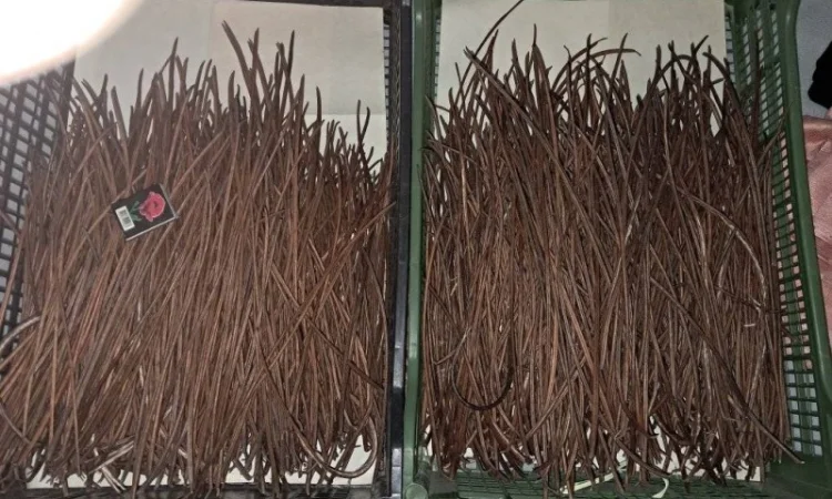 Продается насіння катальпи 2025 года сбора - фото № 4