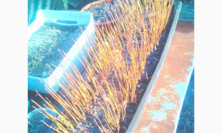 Продается насіння катальпи 2025 года сбора - фото № 5