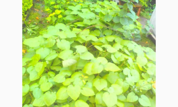 Продается насіння катальпи 2025 года сбора - фото № 6