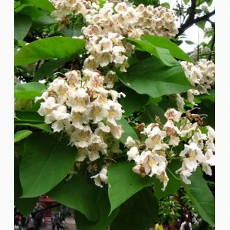 Продается насіння катальпи 2025 года сбора - фото № 7