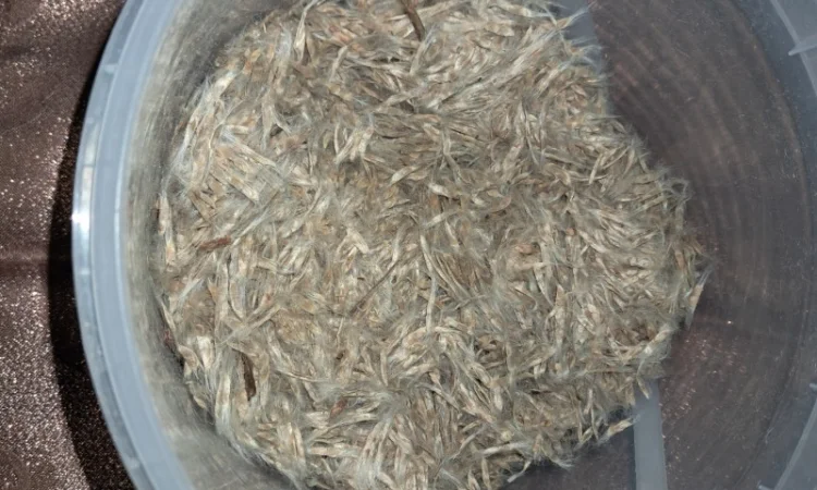 Продается насіння катальпи 2025 года сбора - фото № 2