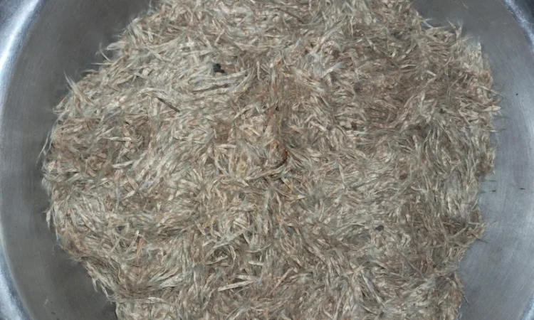 Продается насіння катальпи 2025 года сбора - фото № 1