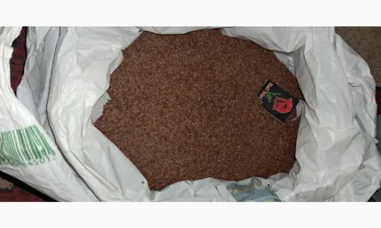 Продам насіння вільхи чорної - фото № 1