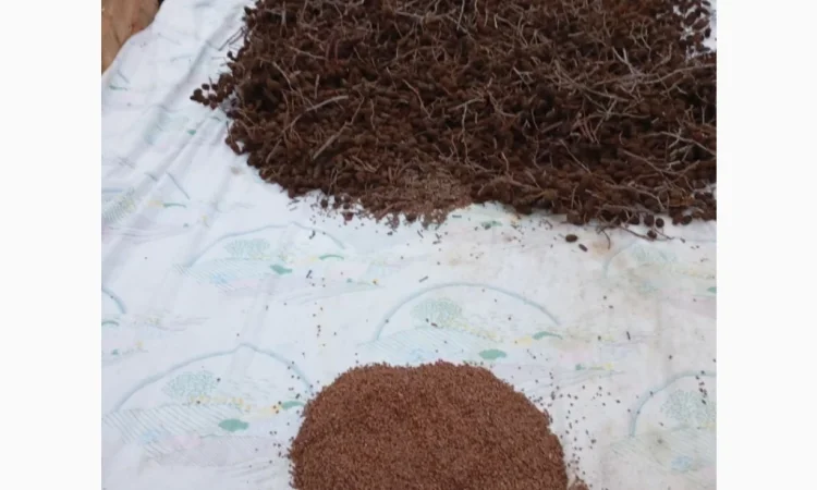 Продам насіння вільхи чорної - фото № 2