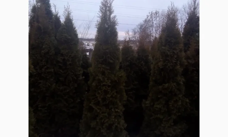 Продам туї оптом - фото № 1