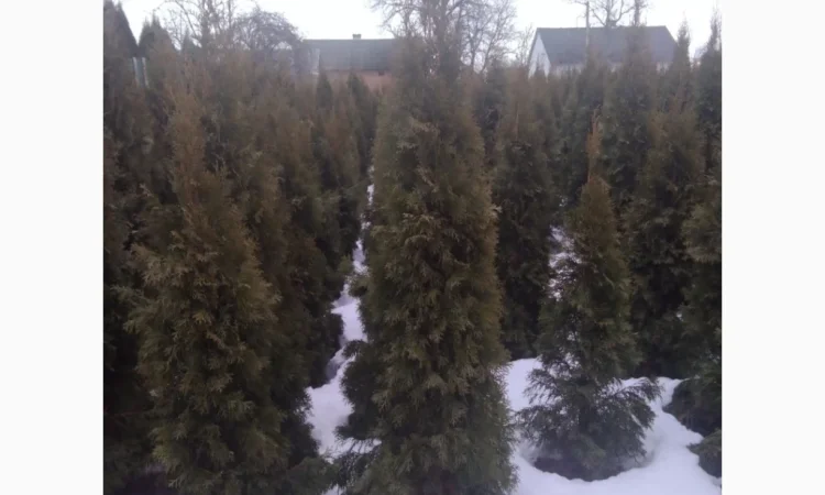 Продам туї оптом - фото № 2